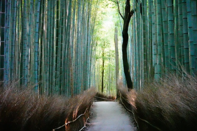 Arashiyama Bamboo street
