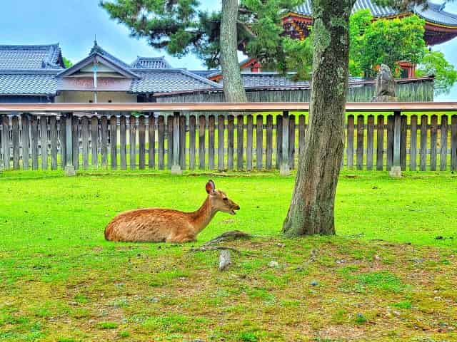 Nara Park