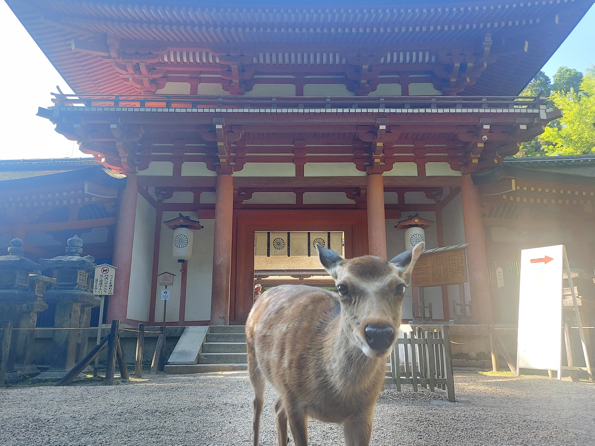 Kasuga shrine